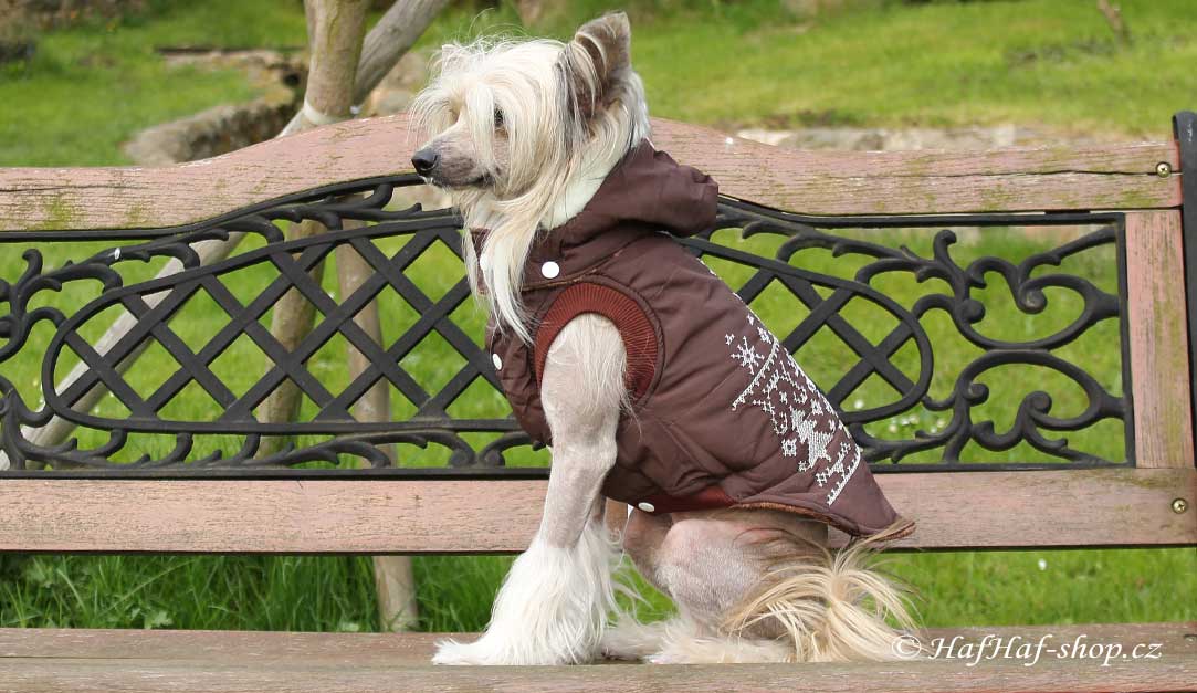 Pes – čínský chocholatý pes v zimní bundě
