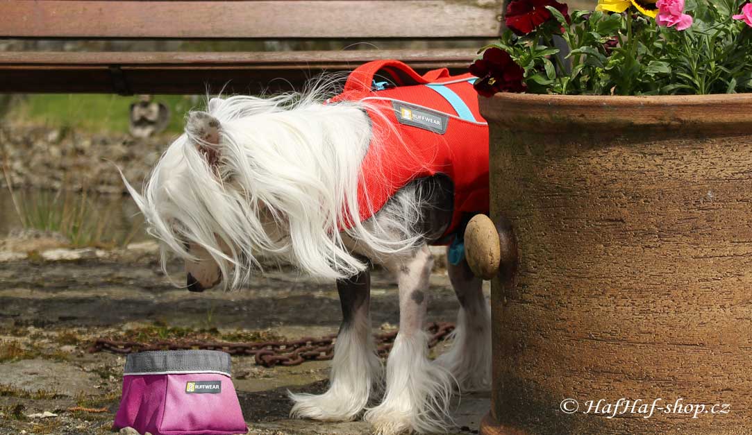 Čínský chocholatý pes s cestovní miskou