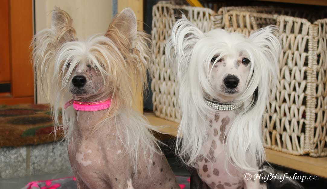 Dva čínští chocholatí psi s obojky od HafHaf-shop