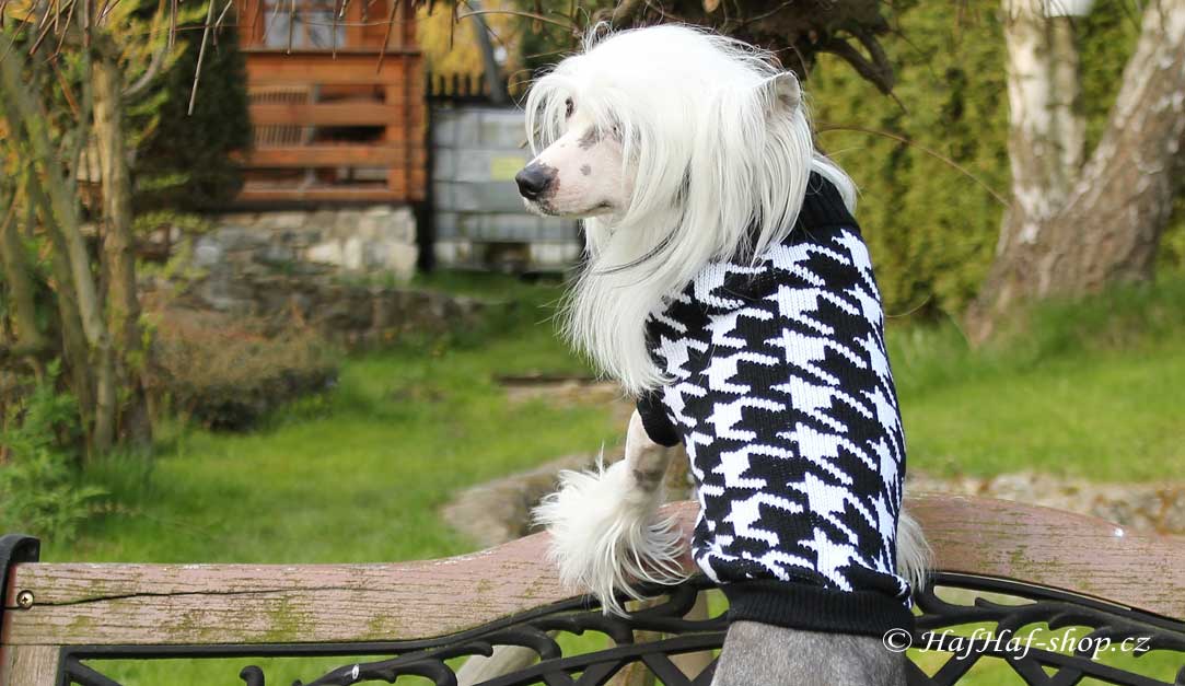 Čínský chocholatý pes v černobílém svetru pro psy